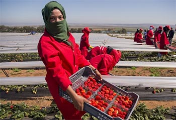 2017 07 26 09 Farm labourers